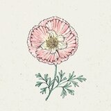 Jora Dahl Eschscholzia californica "Thai Silk Apple Blossom" - zlati mak | Shoptok.si