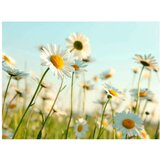  Tapeta - Daisies - spring meadow 400x309 | shoptok.hr