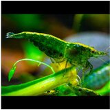 Akvarijum Centar green shrimp - Zelene kozice u