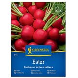 KIEPENKERL Zelenjavna semena Redkvica Ester (Raphanus sativus var. sativus, Čas žetve: Marec) Cene