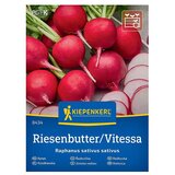 KIEPENKERL Zelenjavna semena Redkvica Riesenbutter/Vitessa (Raphanus sativus var. sativus, Čas žetve: April) | Shoptok.si