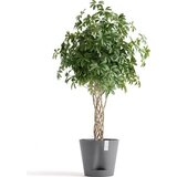 Ecopots Venice 2, siva - Ø 40 cm, višina 35 cm Cene
