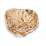  Ladica Fossil Wood smeđa | shoptok.hr