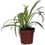 Plant in a Box rastlina pajek - chlorophytum comosum 'atlantic' - V25-40cm - ⌀12cm, (21758147) Cene