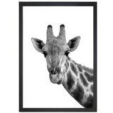 Tablo Center slika Giraffe Portrait, 24 x 29 cm | shoptok.hr