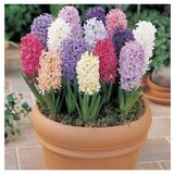  Hyacinthe MIX x20 | Eponuda.ba