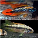 Akvarijum Centar Apistogramma agassizi Cene