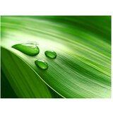  Tapeta - Leaf and three drops of water 250x193 | shoptok.hr