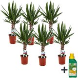 Plant in a Box prstasta juka - 6 kos - yucca elephantipes - višina 50-60cm - ⌀14cm, (21758245) Cene