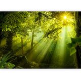  Foto tapeta - In a Secret Forest 250x175 Standard | shoptok.hr