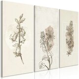  Slika - Herbarium (3 Parts) 90x60 | shoptok.hr