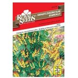  Slak Zvjezdasti Royal Seeds Cijene
