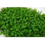 zeleni zid 3D wild 40X60 cm bolzzidwild