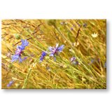  Slike na platnu cveće | ePonuda.com