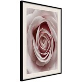  Poster - Rosebud 30x45 | shoptok.hr