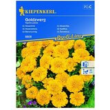 KIEPENKERL Profi-Line Cvetlična semena žametnice Goldzwerg (Tegetes patula, Rumena) | Shoptok.si