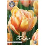  Cvjetne lukovice Tulipan Foxy Foxtrot (Narančasta, Botanički opis: Tulipa) Cijene