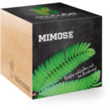 Feel Green ecocube "Mimoza"