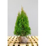  Thuja occidentalis smaragd - 80/100 cm Cene