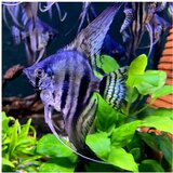Akvarijum Centar Pterophyllum scalare var. - Skalar smoke | ePonuda.com