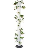 Gusta Garden jagoda - Sissi Strawberry Infinity - Bela | Shoptok.si