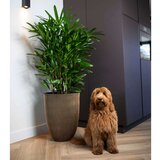Capi Vaza elegant Groove 34x46 črna in zlata, (20981064) | Shoptok.si