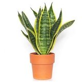  Sansevieria Futura Superbax12 | Eponuda.ba