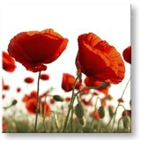  Slike na platnu cveće (moderne slike na platnu) | ePonuda.com