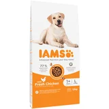 IAMS Advanced Nutrition Adult Large Dog s piščancem - Varčno pakiranje: 2 x 12 kg