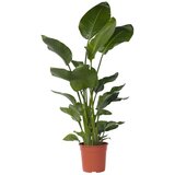 Plant in a Box strelicija - strelitzia nicolai - višina 150-170cm - ⌀28cm, (21758168) Cene