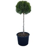  Thuja occidentalis Smaragd Kugla (Thuja occidentalis 'Smaragd', Trenutna visina rasta: 80 cm) | shoptok.hr