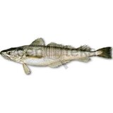 Nepoznato Oslić 1kg | ePonuda.com