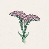 Jora Dahl limonium Sinuatum "QIS Pastel" morska sivka Cene