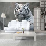  Tapeta - Bengali tiger in zoo 450x270 Cijene