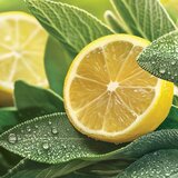 Yankee Candle Sage & Citrus mirisna svijeća Signature 110 g | shoptok.hr