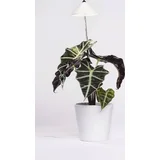 LED svjetlo za biljaka SUNLiTE 24 V LED fiksno ugrađena 7 W neutralna bijela 1 St.