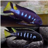Akvarijum Centar elongatus chewere | ePonuda.com