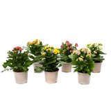 TGC kalanchoe mix 10/20 TGC Cene