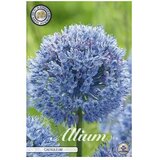  Cvjetne lukovice Luk ukrasni Allium Caeruleum (Plava, Botanički opis: Allium) Cijene