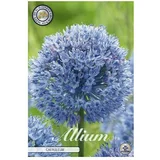  cvjetne lukovice Luk ukrasni Allium Caeruleum (Plava, Botanički opis: Allium)