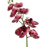 Mondex umetna Viridis Storczyk 85cm večbarvna 1kos, (5000329476) | Shoptok.si