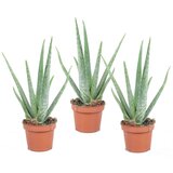 Plant in a Box aloe vera - 3 kos - aloe barbadensis - višina 25-40cm - ⌀10,5cm, (21758170) Cene