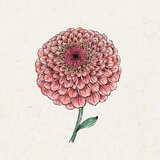 Jora Dahl Zinnia elegans "Benary"s Giant Salmon Rose" (Cinija) - 1 pkt. Cene