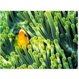  Tapeta - Anemonefish 200x154 | shoptok.hr
