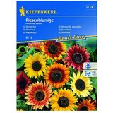 KIEPENKERL Sjeme cvijeća Suncokret Riesenblumige (Helianthus annuus, Raznobojno) KIEPENKERL Sjeme cvijeća Suncokret Riesenblumige (Helianthus annuus, Raznobojno) Slike