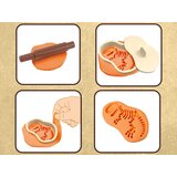  Set izrade fosila dinosaura od plastelina 5 boja | shoptok.hr