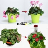 Smania Gnojivo za biljke Floravita | shoptok.hr