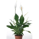 spathiphyllum