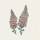 Jora Dahl Antirrhinum Majus "Costa Apricot" - odolin Cene