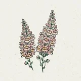 Antirrhinum Majus "Costa Apricot" - odolin